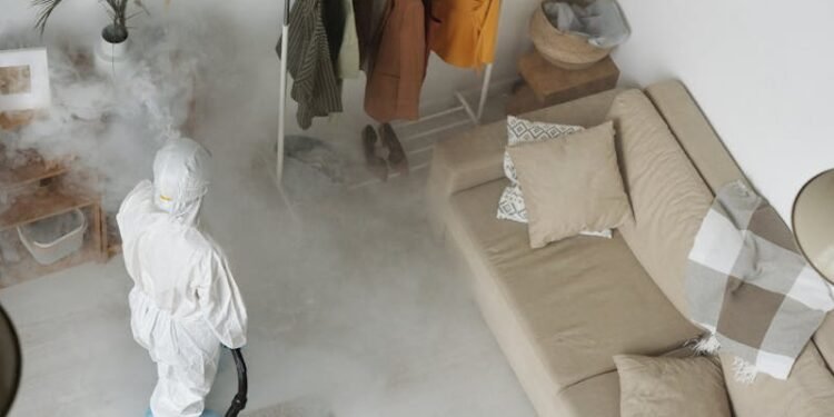 Melhores materiais para proteger móveis de cupins - Michelangelo Buonarroti (Pexels)