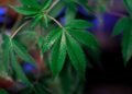 Como a Cannabis Está Transformando a Medicina Moderna
