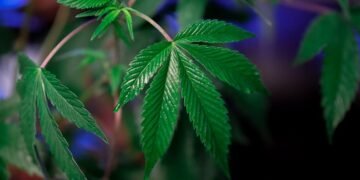Como a Cannabis Está Transformando a Medicina Moderna